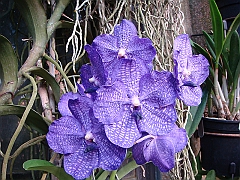 396 Longwood Gardens [2008 August 23]